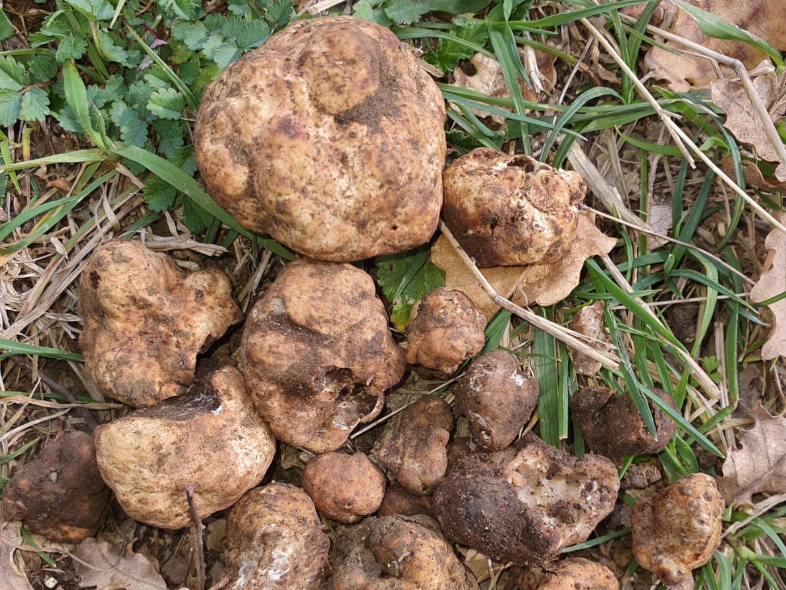 Essensaciones - Spring truffle \