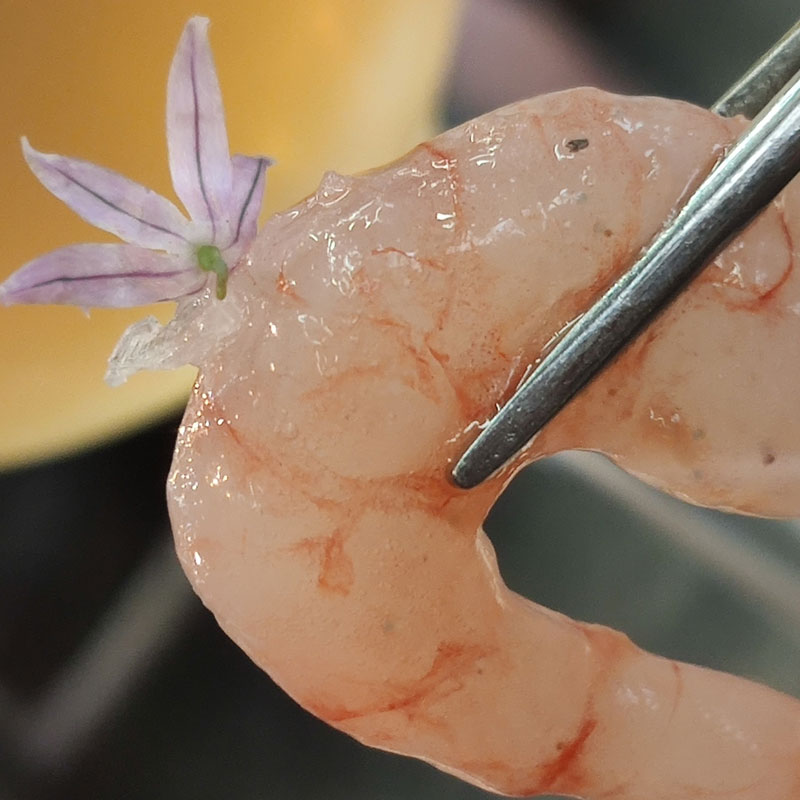 essensaciones-comida-espanola-suiza